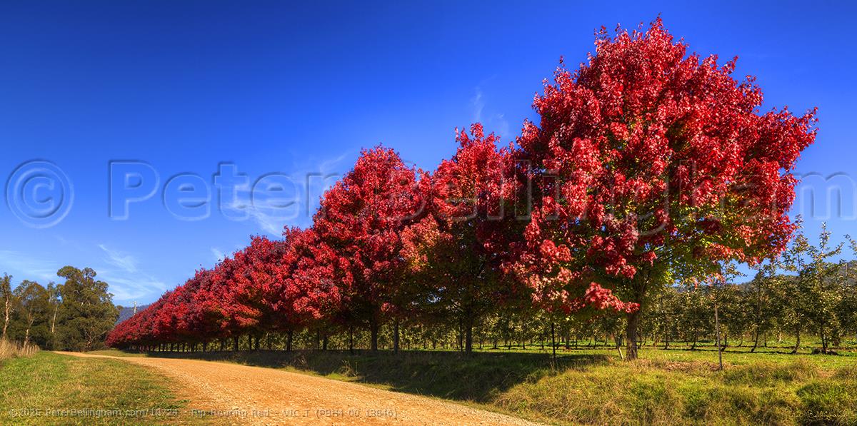 Peter Bellingham Photography Rip Roaring Red - VIC T (PBH4 00 13846)